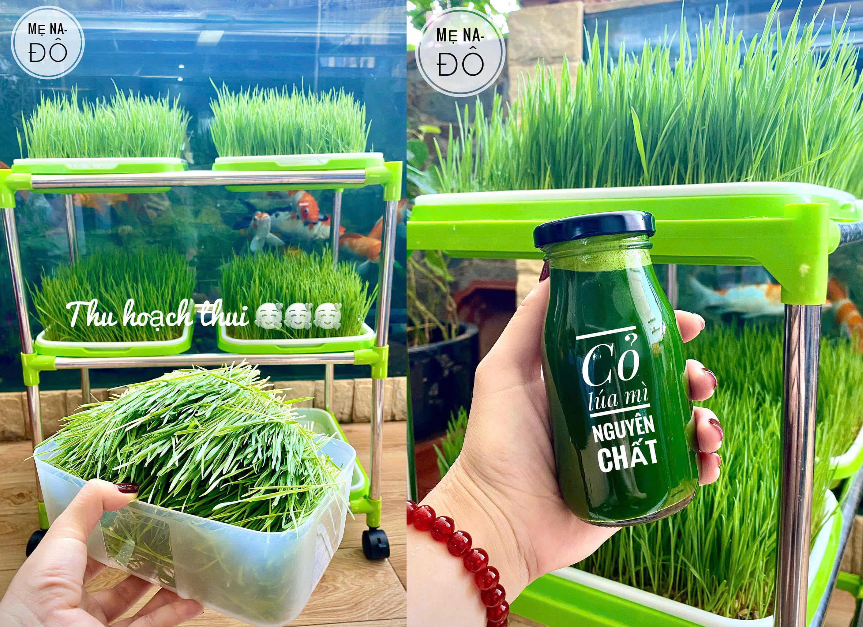 cỏ 2